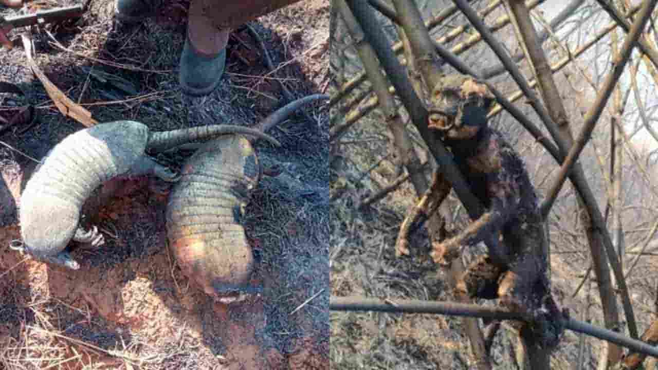 VÍDEO: Incêndios no Pantanal em MS triplicam e Bombeiros fazem sepultamento de animais
