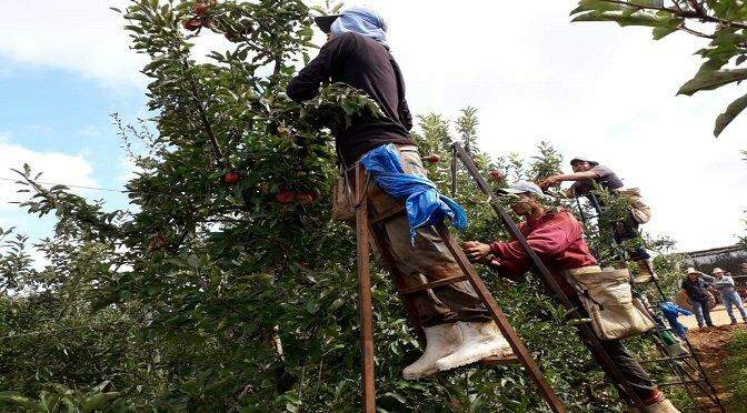 Trabalhadores indígenas de MS seguem para colheita de maçã na região Sul do país