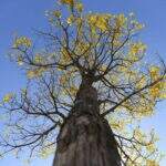 Ipê-Amarelo será árvore símbolo de Mato Grosso do Sul com nova lei