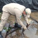 MS Selvagem: visita inusitada de jacaré de 15 kg em ‘lagoa’ de rua assusta moradores em MS