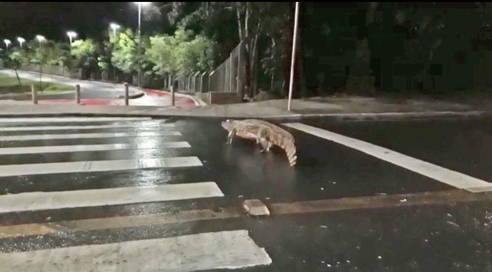 VÍDEO: Jacaré é flagrado ‘atravessando’ faixa de pedestre e entrando em parque