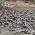 VÍDEO: Seca no Pantanal forma “rio” de jacarés, que podem virar canibais por falta de comida