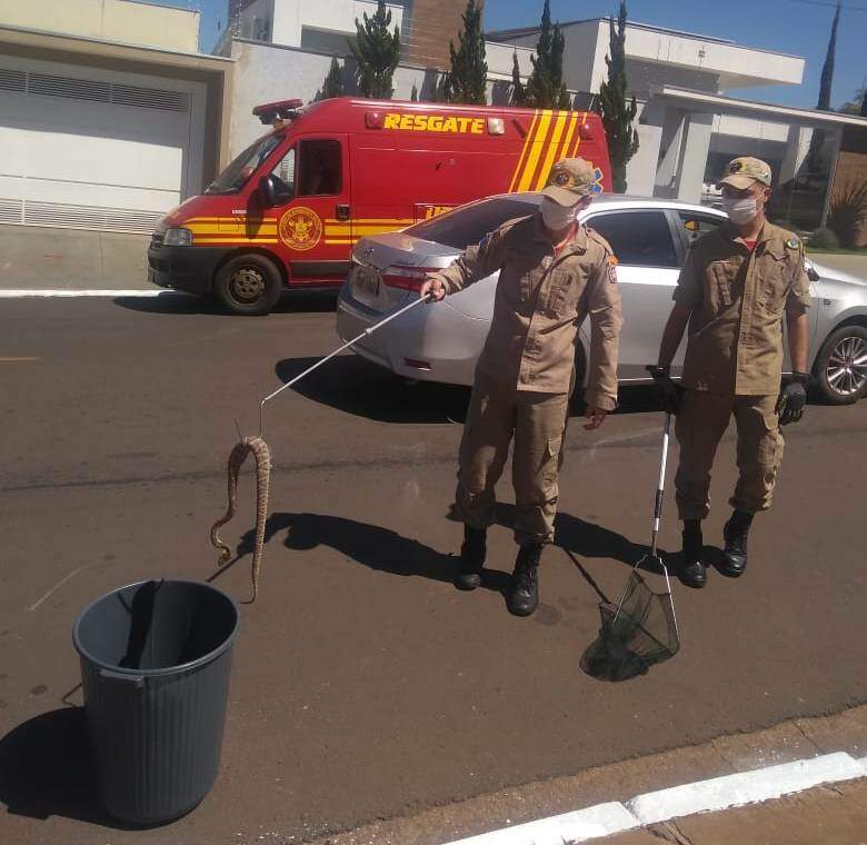 Corpo de Bombeiros captura jararaca no centro de cidade em MS