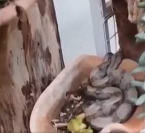 Moradora de Bonito se depara com jiboia enquanto limpava vasos de plantas