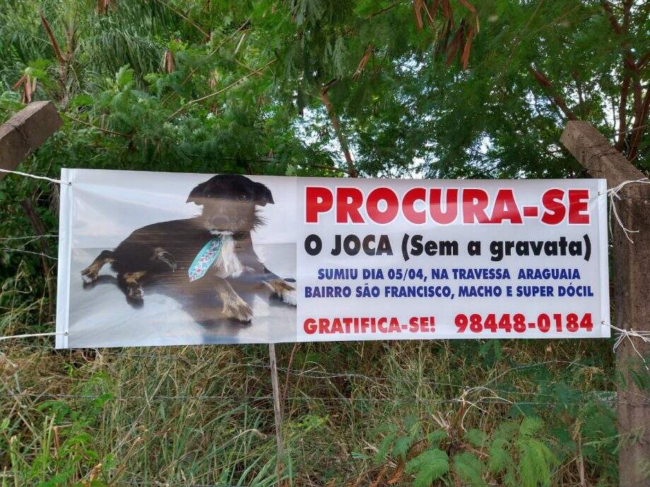 Cadê o Joca? Para encontrar cão desaparecido, tutores divulgam faixas em bairros de Campo Grande