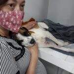 Resgatada no Nova Lima com 7 kg e debilitada, Laika precisa de ajuda para ser tratada