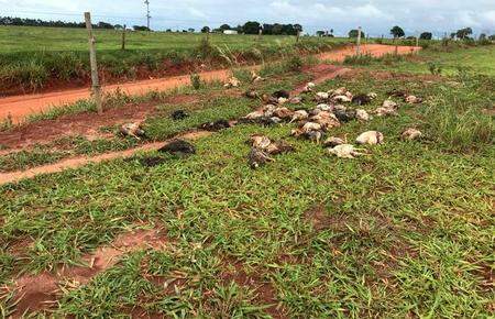 Após denúncia, 100 galinhas são encontradas mortas às margens de rodovia em MS
