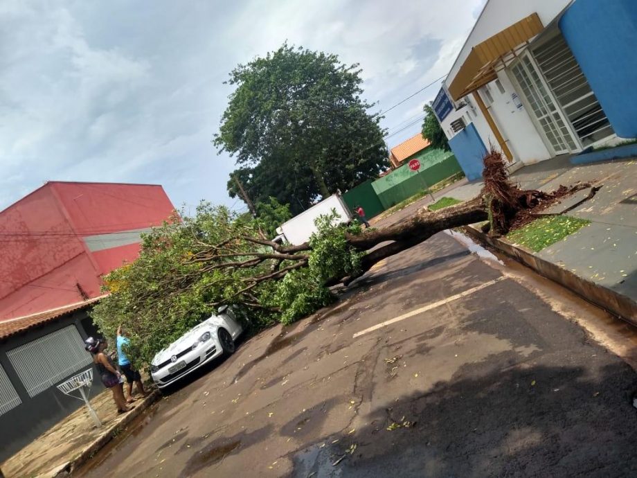 Após temporal, árvore cai em cima de carro estacionado no bairro Alves Pereira