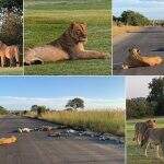 Na ausência de turistas, leões descansam em estrada de parque sul-africano