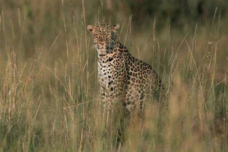 Leopardo devora criança em parque natural de Uganda