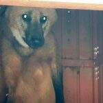 VÍDEO: Lobo-guará passeia por ruas e ‘visita’ casa de morador em cidade de MS