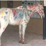 Cavalo pintado por crianças levanta acusações de maus-tratos