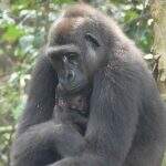 O primeiro bebê gorila selvagem nascido de pais criados em cativeiro no Gabão