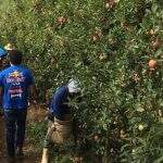 Com contratação de 5 mil indígenas, Funtrab estuda plano de biossegurança para safra de maçã de 2021