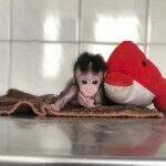 Após ser rejeitado por irmãos, macaco filhote passa os dias acompanhado de bichos de pelúcia