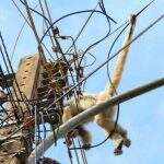 Macaco morre eletrocutado ao passear na rede elétrica em Três Lagoas