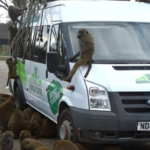 Macacos aparecem com facas e motosserra em parque e funcionários relatam ameaça
