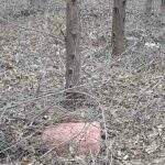 PRF encontra 773 quilos de maconha escondidos em plantação de eucalipto em Bataguassu