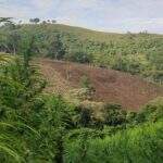 Plantações de maconha são destruídas pela polícia na região de fronteira