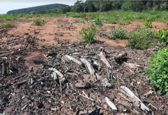 Proprietário rural é multado em R$ 50 mil por exploração ilegal de madeira