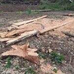 Infratores são multados em R$ 10,2 mil por exploração ilegal de madeira em MS