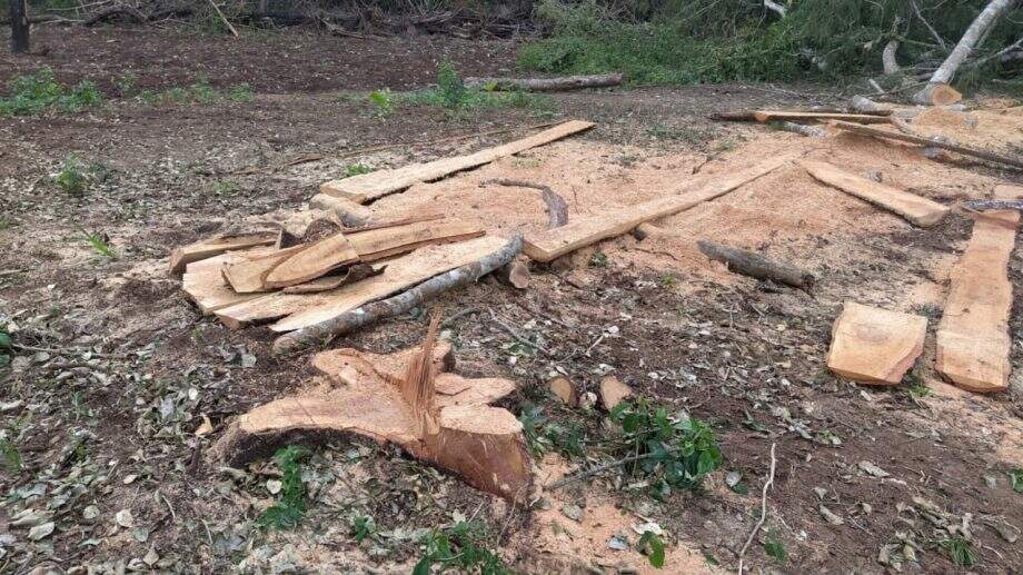Infratores são multados em R$ 10,2 mil por exploração ilegal de madeira em MS