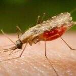 112 casos de malária são confirmados no Espírito Santo