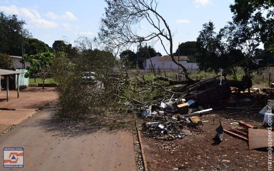 Árvore cai em caminhão com o vento, quebra poste e moradores ficam sem energia