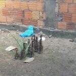PMA captura 11 filhotes de marrecos perdidos em Corumbá
