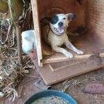 Chacareiro é preso por deixar cachorros amarrados em plantação de banana em Campo Grande