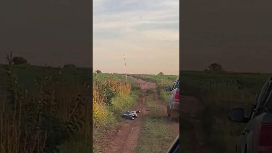 VÍDEO: sucuri de 7 metros dá bote em caminhonete na estrada de fazenda em MS