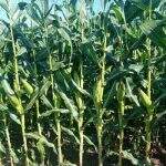 Com previsão de geada, produtores de MS temem perda da safra de milho