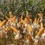 Análise de lavouras indica que safra de milho em MS será 32,5% menor que período anterior