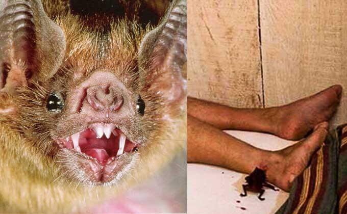 Iagro monitora 163 abrigos de morcegos-vampiros para combater raiva em animais e humanos em MS
