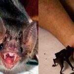 Iagro emite alerta para morcegos-vampiros que já mataram mais de 100 bois em MS