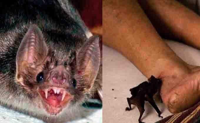 Iagro emite alerta para morcegos-vampiros que já mataram mais de 100 bois em MS