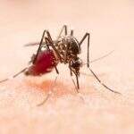 Campo Grande já recebeu mais de 2 mil denúncias sobre focos de mosquitos da dengue