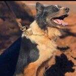 Morre Thor, cachorro que atuou nos resgates em Mariana e Brumadinho