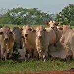 Agricultura: suspensão de venda de carne bovina para a China é temporária