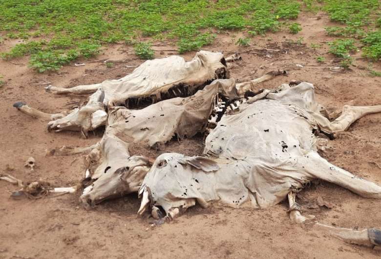 Todo o gado estava desnutrido e 20 animais já tinham morrido