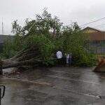 Após temporal, Nova Andradina decreta situação de emergência