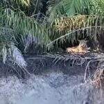 No dia da Terra, equipe que monitora meio ambiente flagra quatro onças no Pantanal