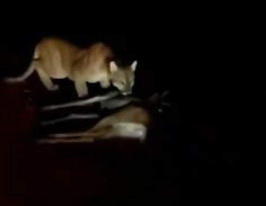 VÍDEO: Onça parda é flagrada capturando cervo na estrada durante a madrugada em MS