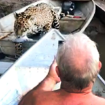 VÍDEO: ‘Olha o ladrão’, onça-pintada rouba peixe de barco de pescadores no Rio Aquidauana