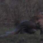 VÍDEO: cinegrafista flagra onça-pintada atacando anaconda de 6 metros