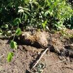 Polícia realiza operação em região do Pantanal onde onça-pintada foi encontrada morta por disparo de arma de fogo