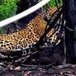 Incêndios no Pantanal: ONG envia ofício para autoridades de alerta aos ataques de onças em MS