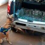 Cães farejadores descobrem 21 Kg de skunk dentro de veículo na BR-163