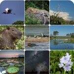 Dia do Pantanal , um patrimônio nacional.