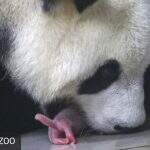 Panda-gigante dà à luz gêmeos em zoológico no Japão